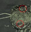 Pyritized Triarthrus Trilobite With Eggs & Ovarion Network! #159690-1